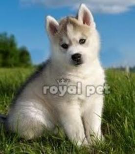 images (12) - husky