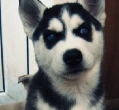 images (14) - husky