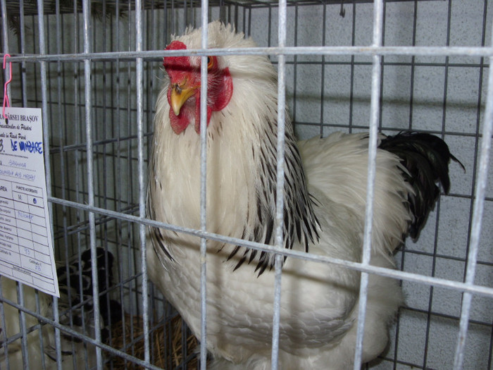SN854060