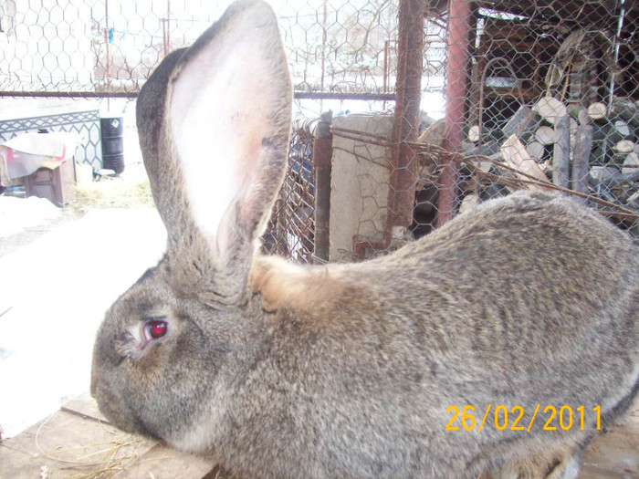 IDEM - POZE  IEPURI  MARTIE  2012 SPER SA VA PLACA