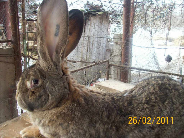 FEM NR 3 GESTANTA - POZE  IEPURI  MARTIE  2012 SPER SA VA PLACA