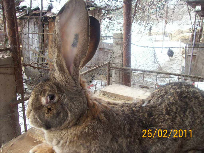 IDEM - POZE  IEPURI  MARTIE  2012 SPER SA VA PLACA