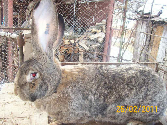 IDEM - POZE  IEPURI  MARTIE  2012 SPER SA VA PLACA