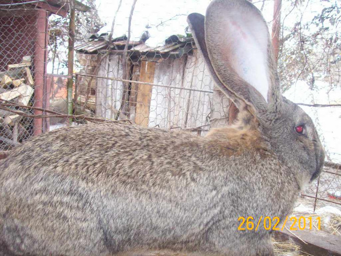 IDEM - POZE  IEPURI  MARTIE  2012 SPER SA VA PLACA