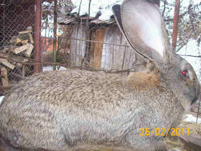 IDEM - POZE  IEPURI  MARTIE  2012 SPER SA VA PLACA