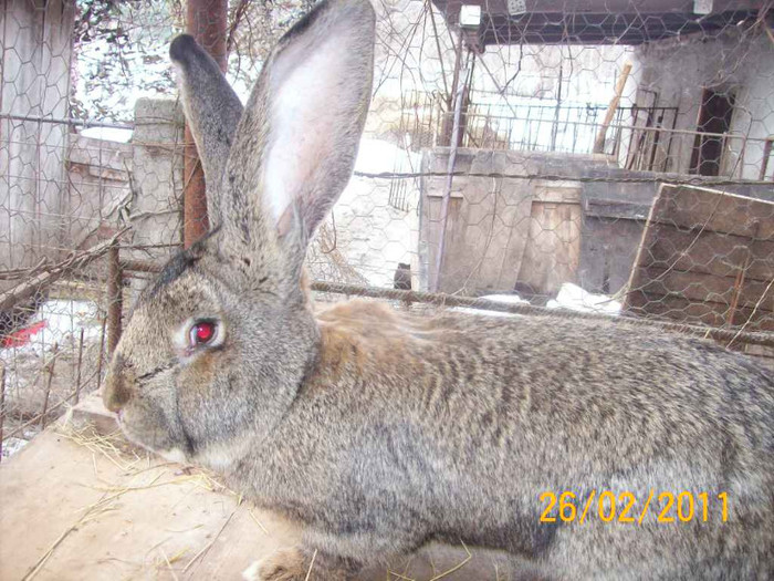 IDEM - POZE  IEPURI  MARTIE  2012 SPER SA VA PLACA