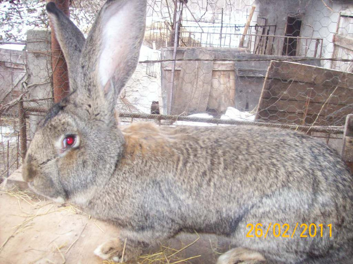 IDEM - POZE  IEPURI  MARTIE  2012 SPER SA VA PLACA