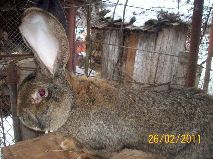 TATAL PUISORILOR - POZE  IEPURI  MARTIE  2012 SPER SA VA PLACA