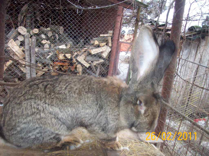 IDEM - POZE  IEPURI  MARTIE  2012 SPER SA VA PLACA