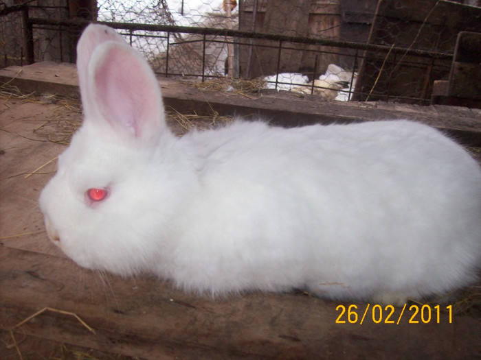 IDEM - POZE  IEPURI  MARTIE  2012 SPER SA VA PLACA