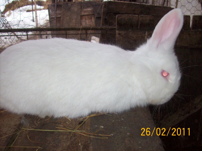 IDEM - POZE  IEPURI  MARTIE  2012 SPER SA VA PLACA