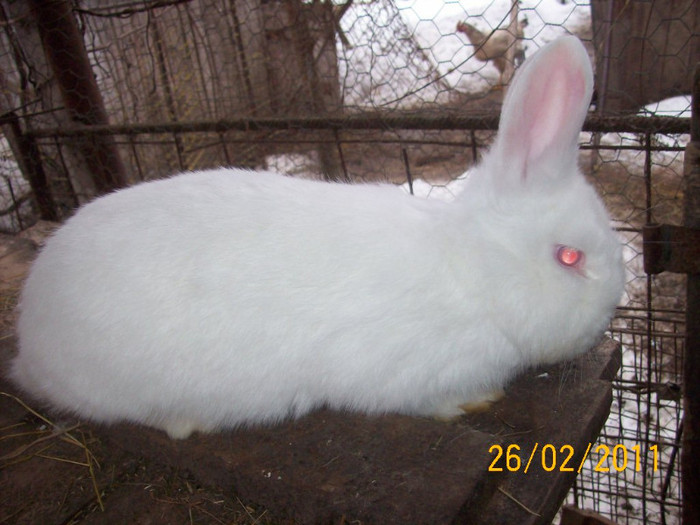 IDEM - POZE  IEPURI  MARTIE  2012 SPER SA VA PLACA