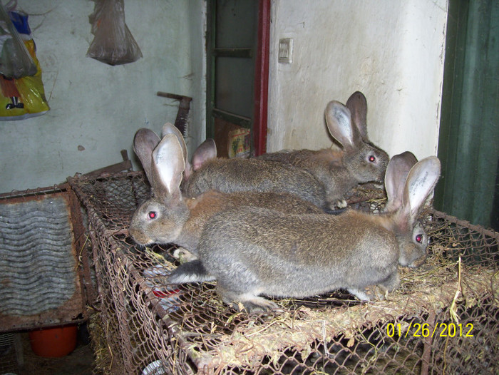 100_6075; pui la  8 sapt 2,100 kg ureche de 15 cm
