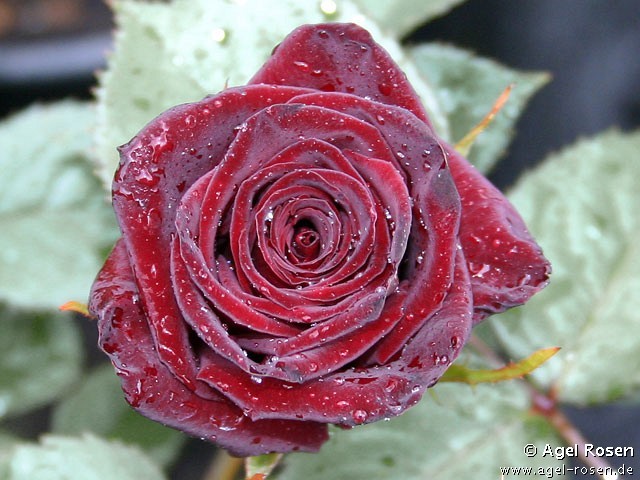 black baccara