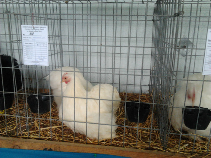 EXPO Bv 2012 - COCHINCHINA pitic ALB