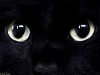images (2) - ochi de pisica
