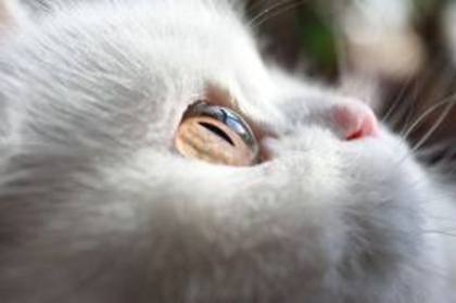 images (7) - ochi de pisica