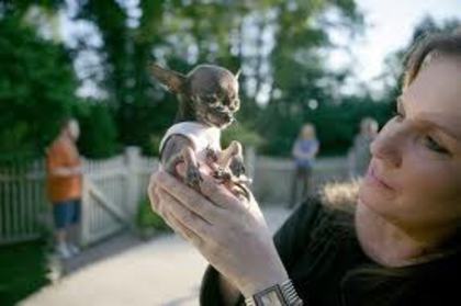 images - cei mai mici caini din lume