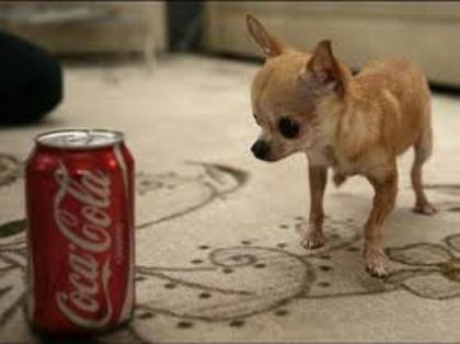 images (4) - cei mai mici caini din lume