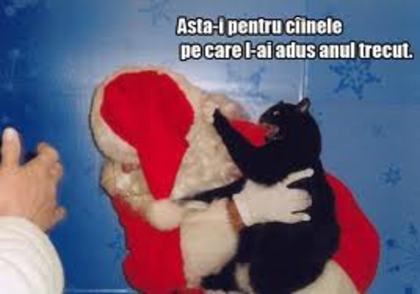 images (9) - animale vorbitoare