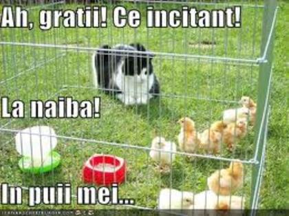 images (15) - animale vorbitoare
