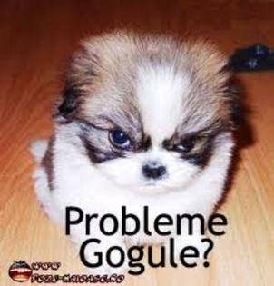 images (18) - animale vorbitoare