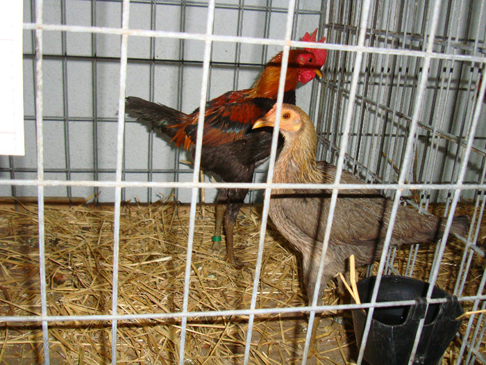 DSC09243