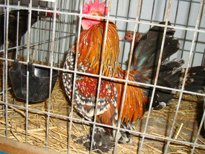 DSC09245