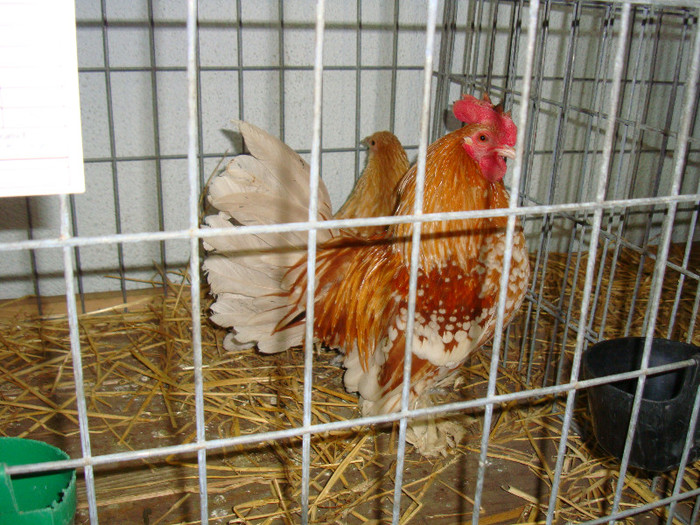 DSC09249