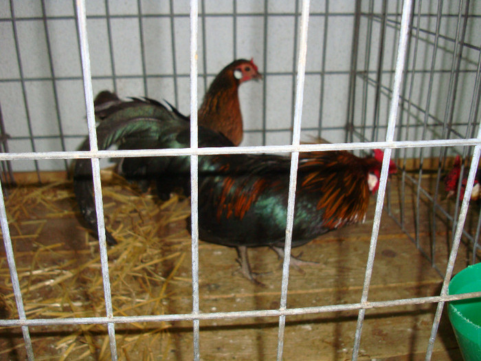 DSC09261