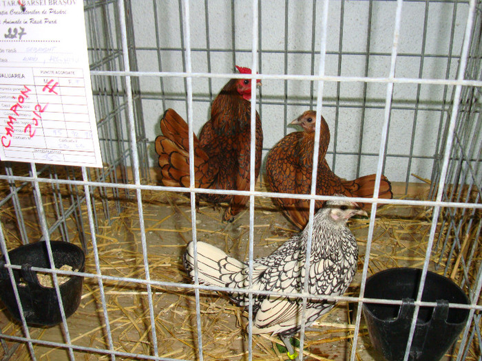 DSC09265