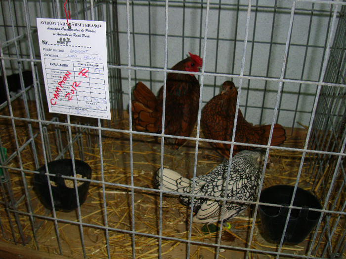 DSC09266