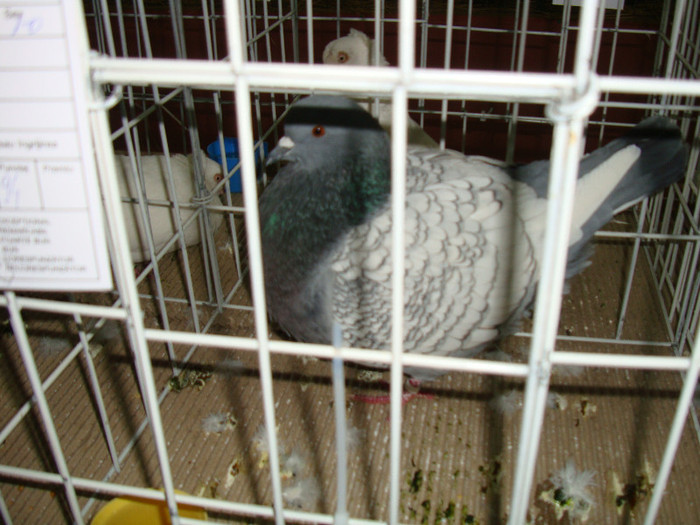 DSC09285