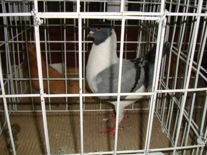 DSC09286