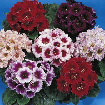 semintele plantate - gloxinia din seminte 2012