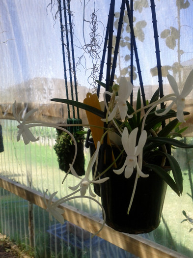 25.02.12 - Neofinetia falcata