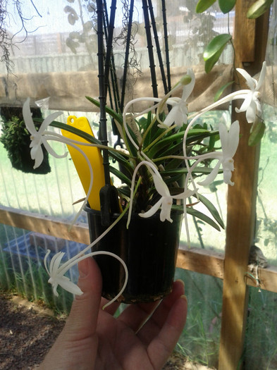  - Neofinetia falcata