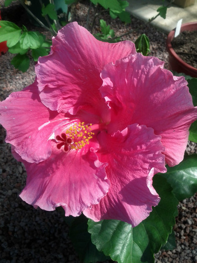 25.02.12 - Hibiscus 2011-2012