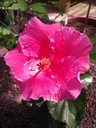  - Hibiscus 2011-2012