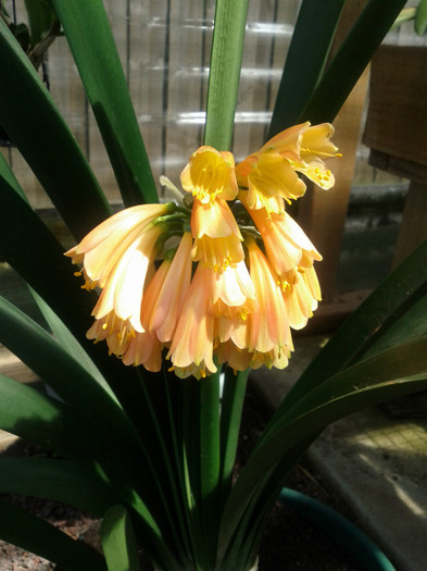 25.02.12 - Clivia nobilis