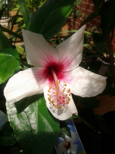  - Hibiscus 2011-2012