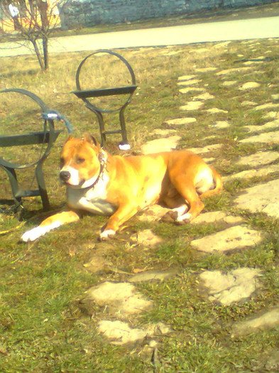 Image0341 - Amstaf Dias