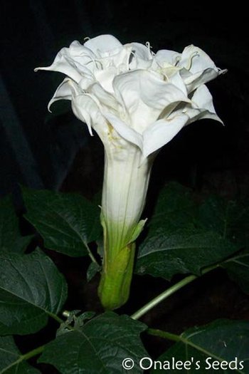 seminte datura tripla -hapy - achizitii-00