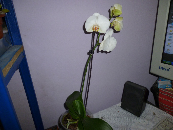 P1000094 - flori iarna 2011-2012