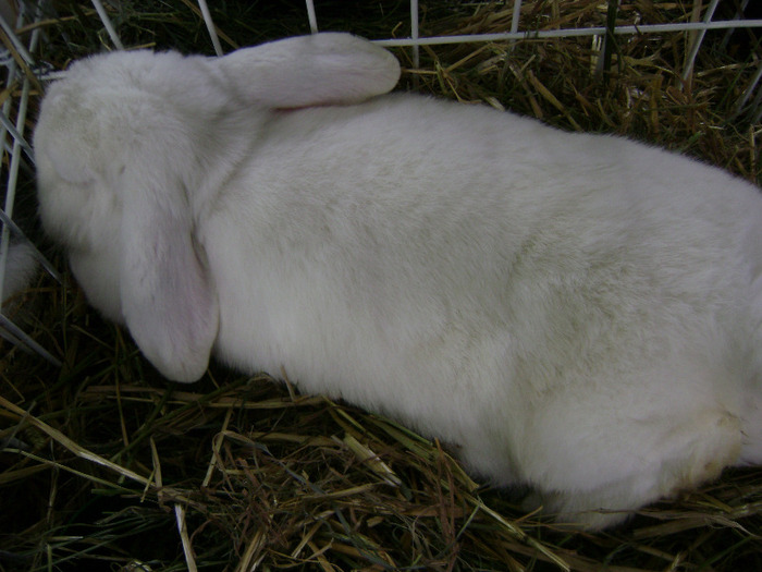 Expo brasov 2012 035