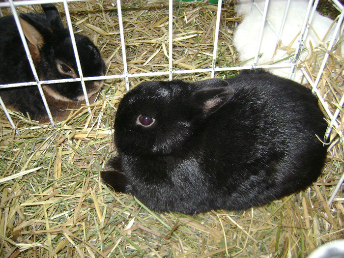 Expo brasov 2012 038