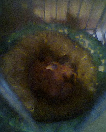 fotogr.0079 - canari