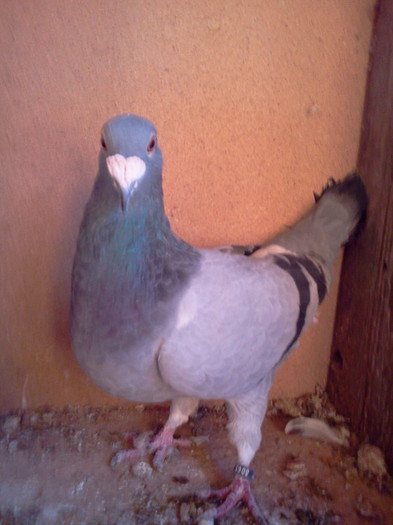 narcisa - PORUMBEI MEI