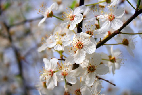 flori-de-cires-flori-de-primavara-2472x500 - primavara