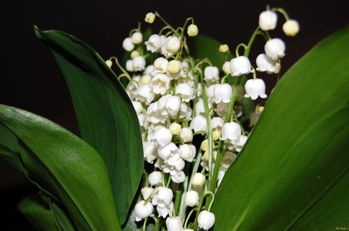 imgYWX1RF - primavara